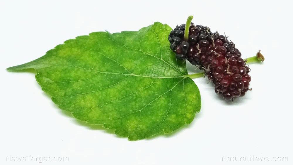Study suggests using black mulberry to naturally treat acne