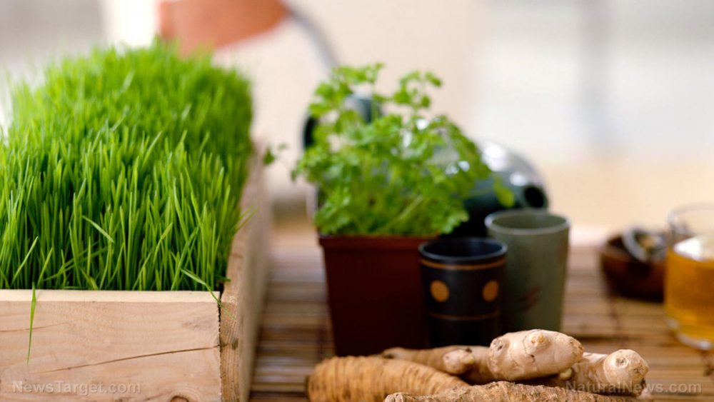 Herbs to help you age gracefully: Support for the brain, heart, digestion, and more