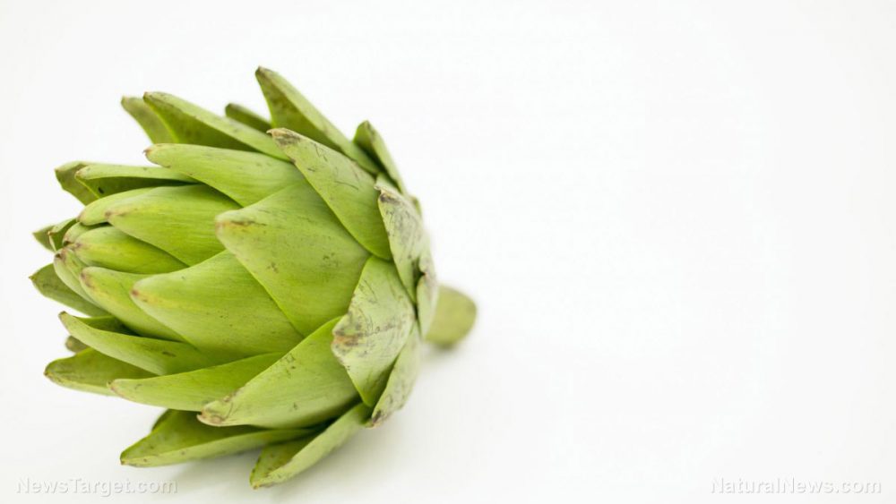Artichokes reverse the effects of a high-fat diet, concludes study