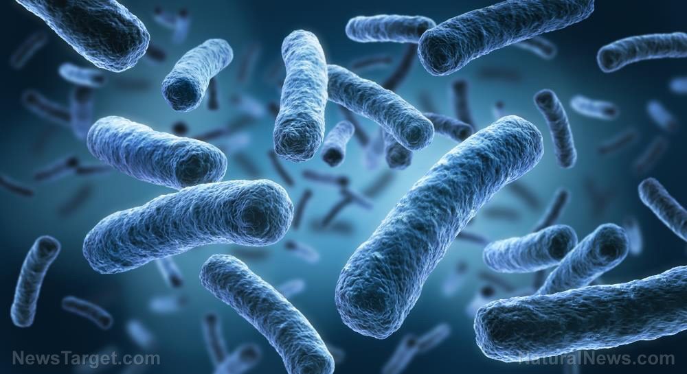 Why “bastard myrobalan” may be the next natural cure for antibiotic-resistant bacteria