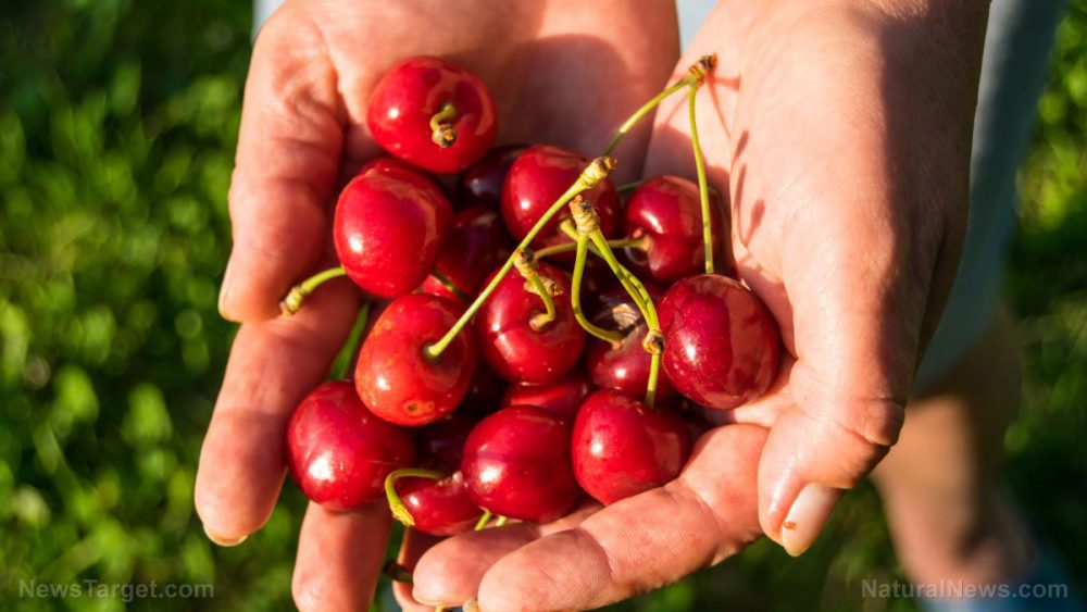 Eating cherries can help prevent gout