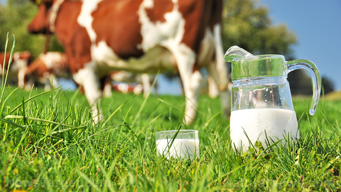 Why organic is always better: Milk from grass-fed cows contain as much as 50% more omega-3s