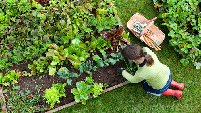 Tips for starting your own organic garden