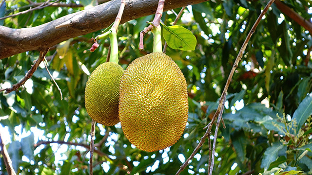 Jackfruit seeds can be used as an alternative protein source