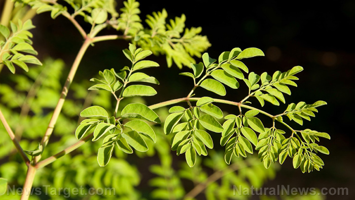 Moringa is a nutrient-dense superfood that protects you from oxidative damage