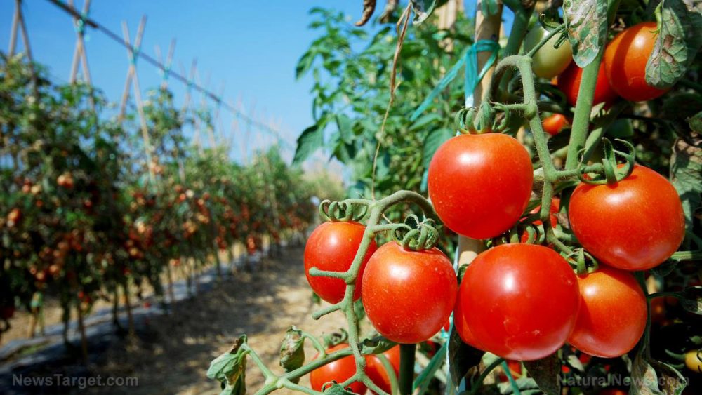 Tomato plants “eavesdrop” on snails to build preemptive defenses