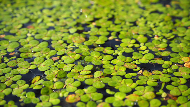 Weed nutrition: Scientists explore the nutrient profile of duckweed