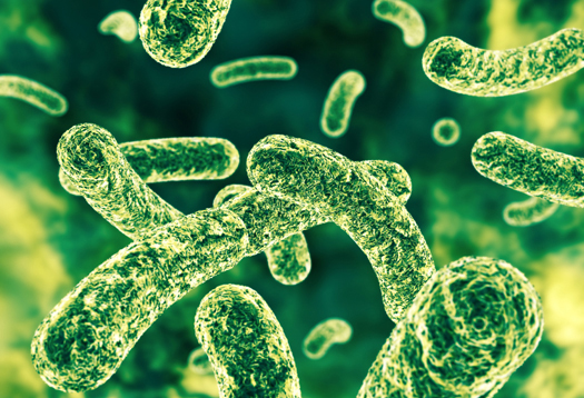 Good bacteria modify our immune response by changing existing gut flora