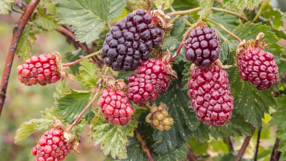 6 health benefits of boysenberries