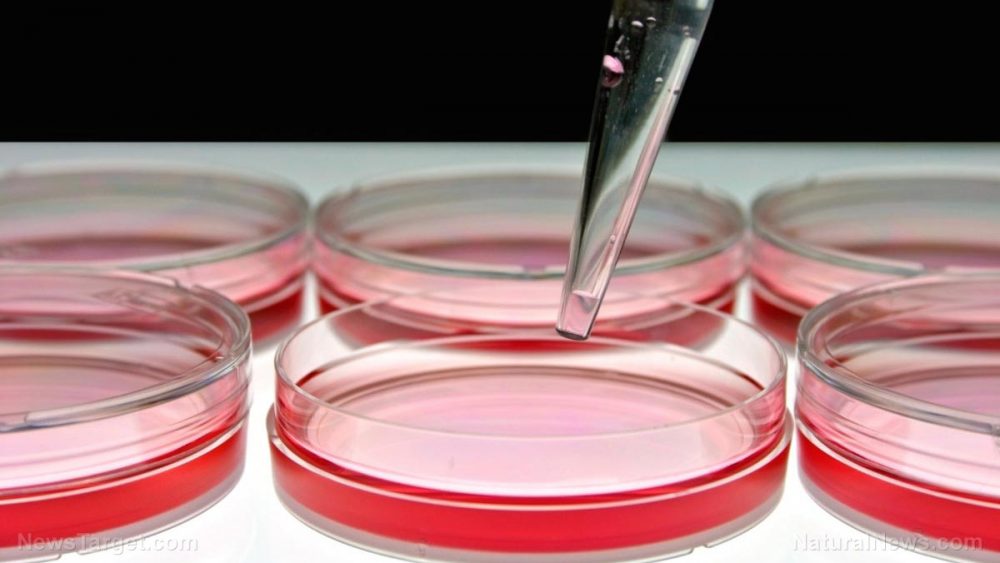 Researchers study fungi to turn food waste into sustainable bioplastic