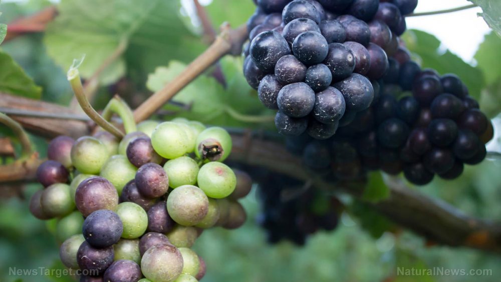 Grapes have long been hailed as the “food of the gods” … they contain powerful antioxidants that protect your health