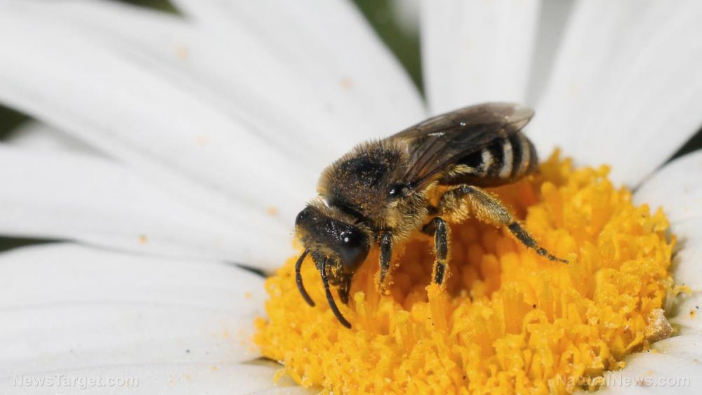Politicians join with conservation groups in calling on the EPA to ban bee-killing pesticides until a full scientific review is conducted