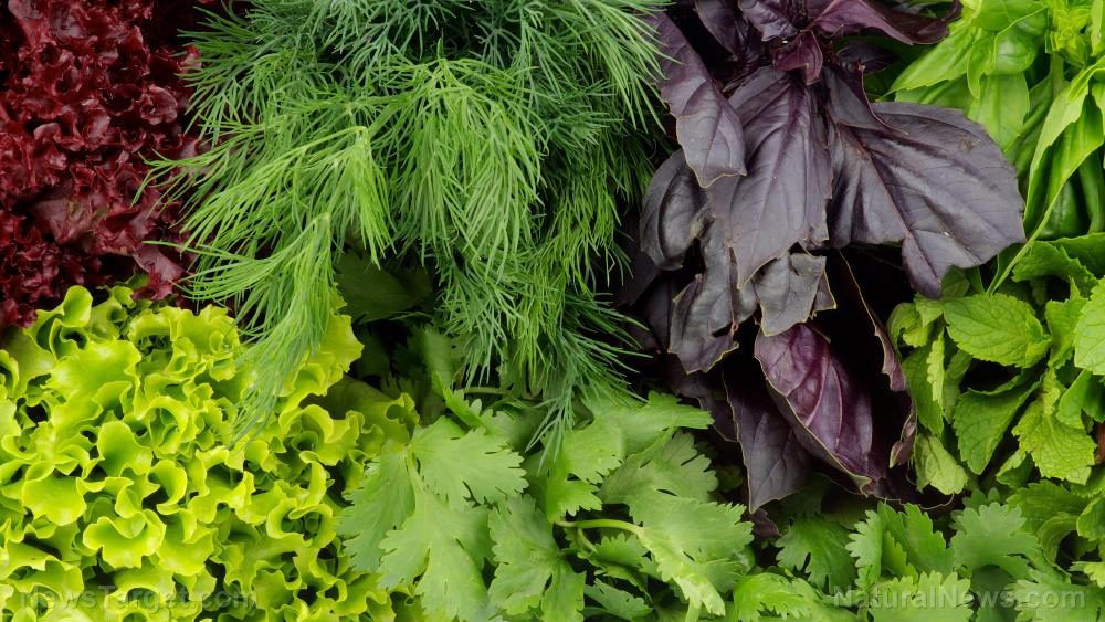 Macular degeneration may be prevented by simply eating more leafy greens