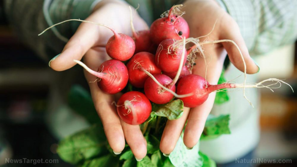 A place for the radish at your dinner table: The vegetable can help manage symptoms of diabetes and even cancer