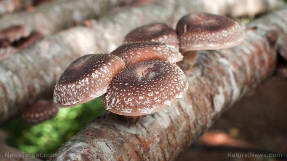 Shiitake mushrooms demonstrate potent antimicrobial effects