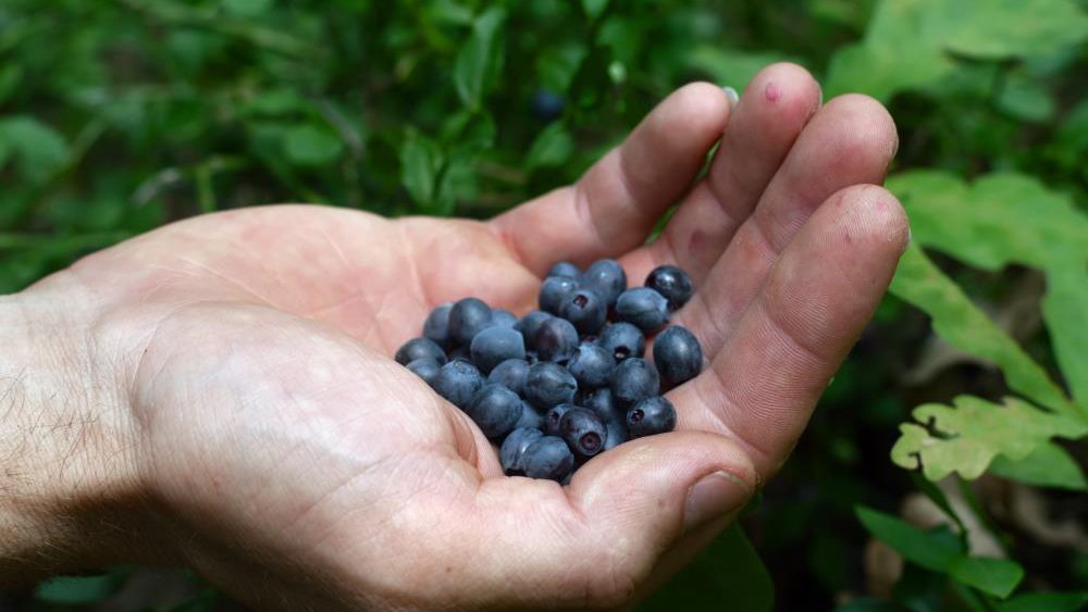 Give your heart a break and eat bilberries