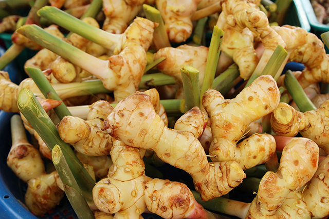 Exploring the physicochemical composition of the essential oil of galangal