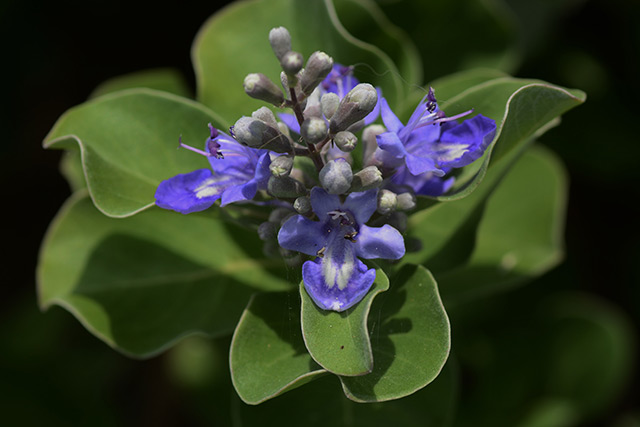 Beach vitex fruit can induce apoptosis in human colorectal cancer cells