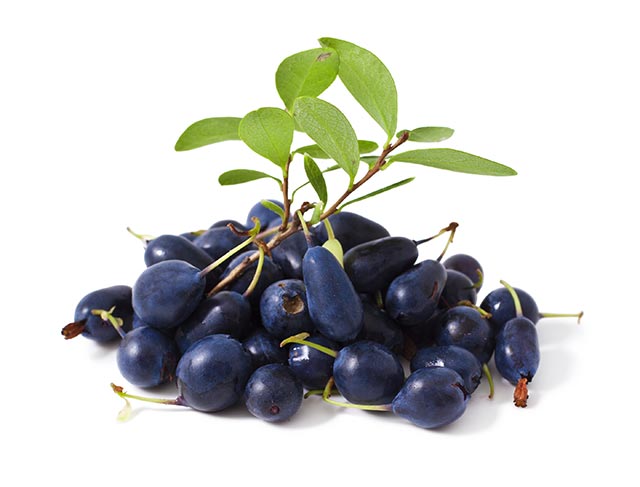 Polyphenols in bog bilberry protect eyes against blue light damage