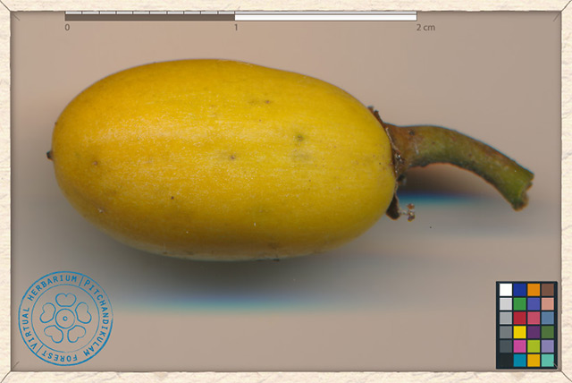 Fruit of Ceylon ironwood found to have potent antioxidant properties