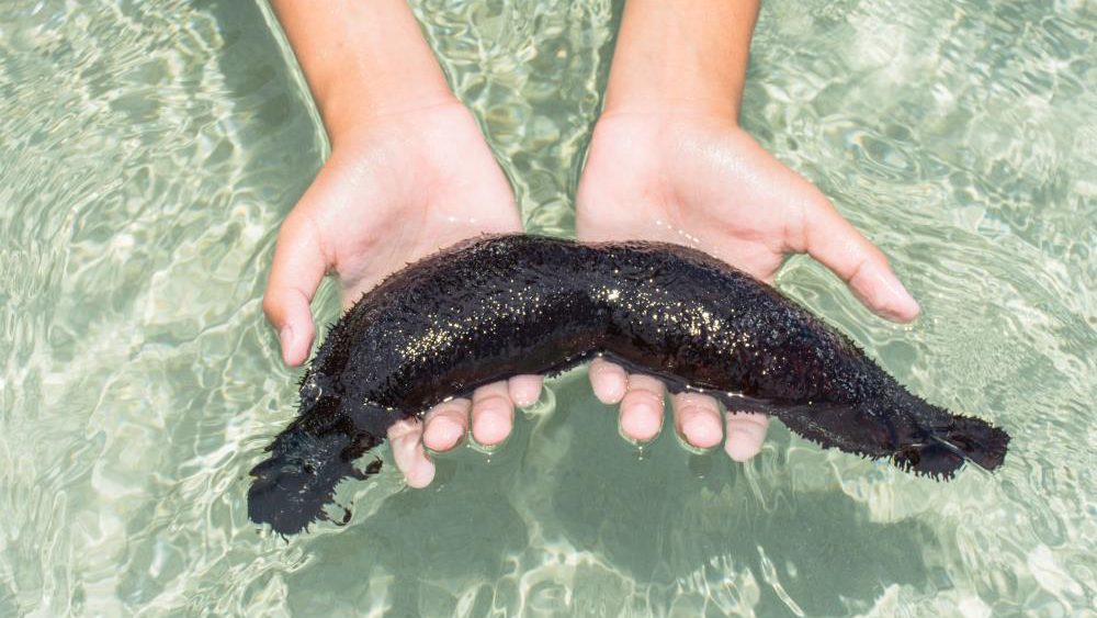 Sea cucumber found to prevent or reduce asthma attacks