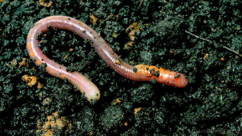 Glyphosate breakdown molecule “AMPA” found to harm earthworms and degrade the life of soils