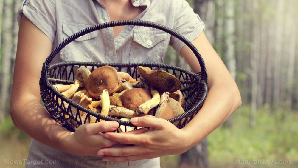 Nutrient powerhouse: 5 Health benefits you can gain from medicinal mushrooms