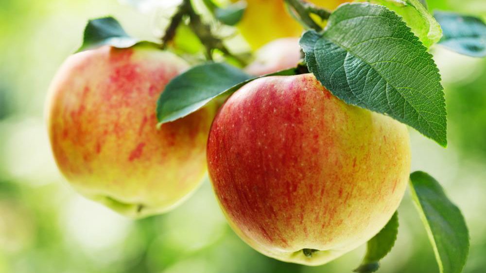 Apples: Eat them to keep the doctor away – and boost stem cell therapy