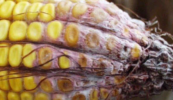 Chronic exposure to aflatoxins is linked to numerous health problems, such as cancer and kidney damage