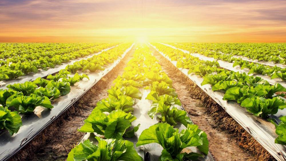 Scientists study efficient photosynthetic bacteria to boost crop yields