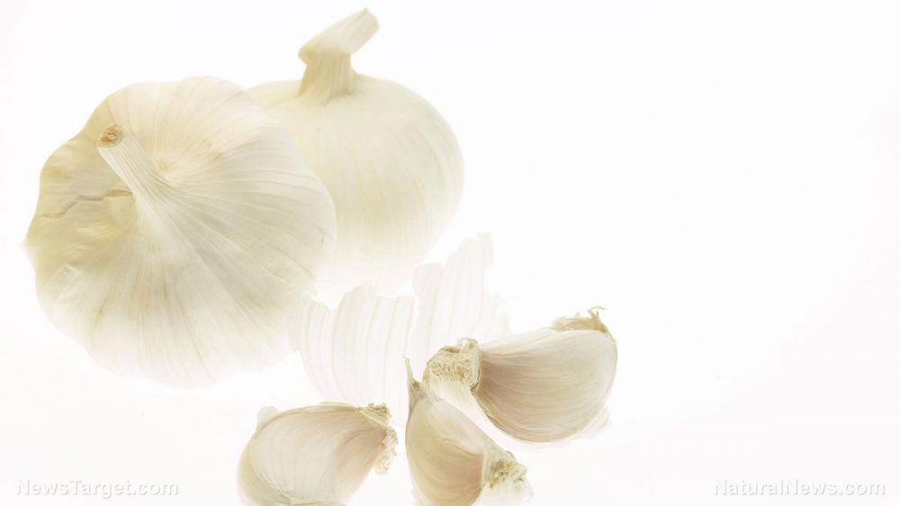 Garlic found to remove lead from the body better than a common chelator drug