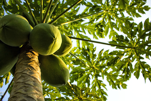 Papaya leaf juice can stimulate your immune system to fight the dengue virus