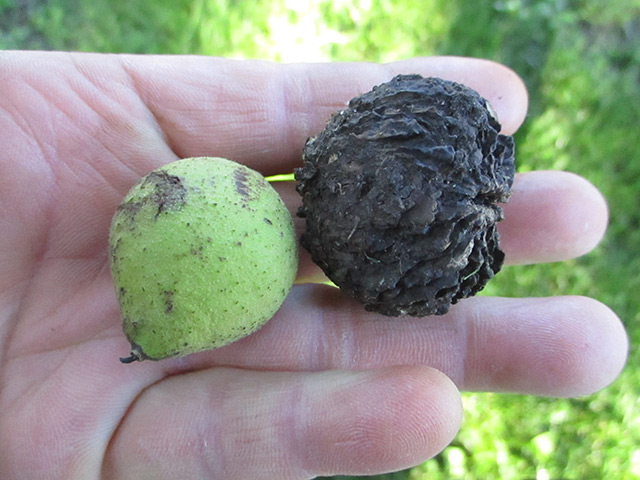 Here are 5 reasons to add black walnuts to your next meal