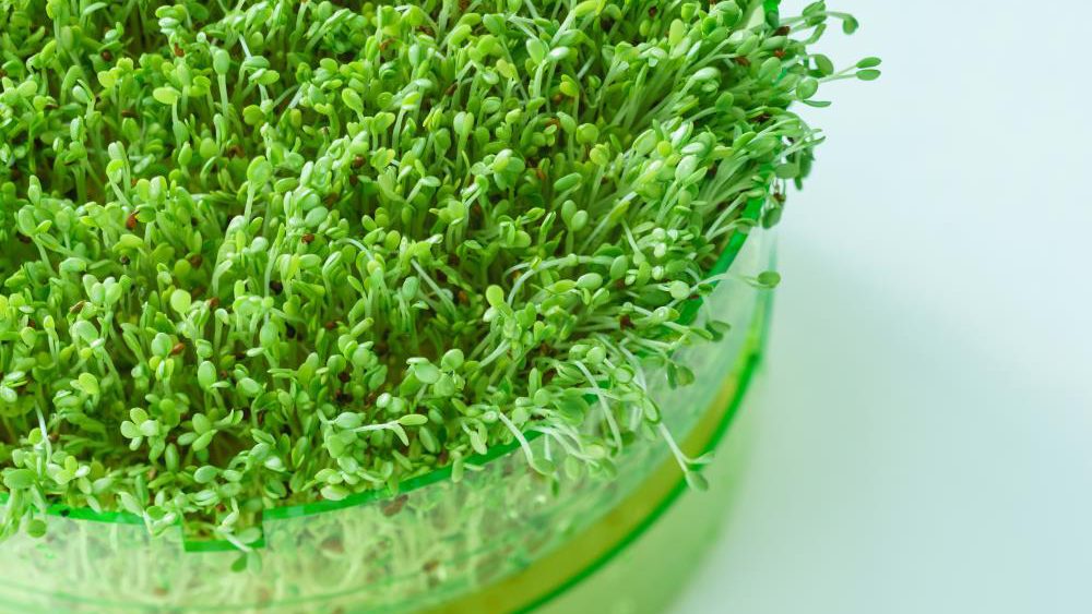 Powerful, inexpensive nutrition at home: Microgreens are easy to grow
