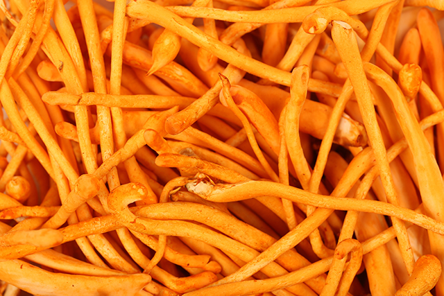 Cordyceps mushrooms found to protect from allergens