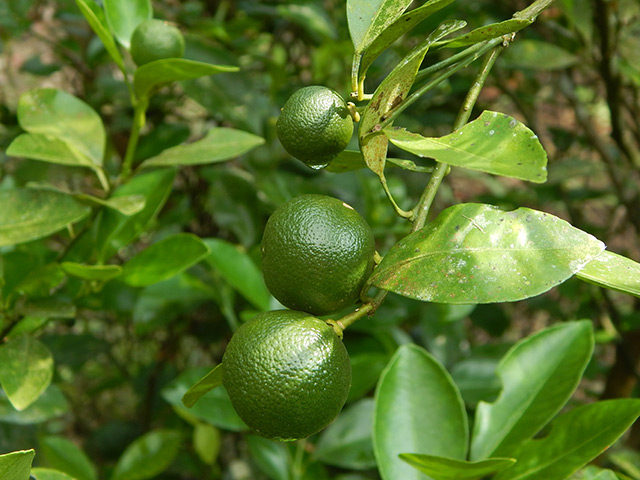 Essential oil of calamondin, also known as Philippine lime, found to have anti-microbial properties