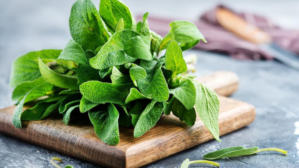 Improving oral and brain health: Antioxidant-rich sage has amazing health benefits