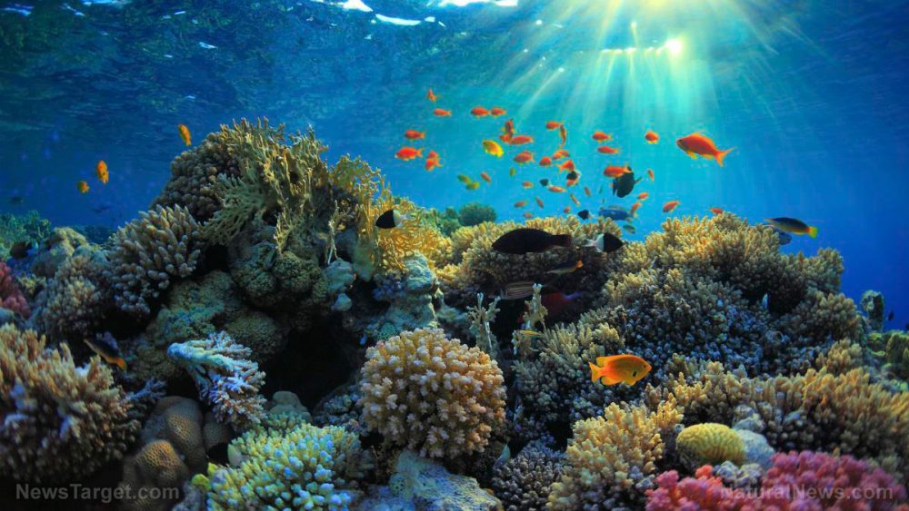 Hope for reef fish: Ocean currents bring food to fish populations in damaged coral reefs