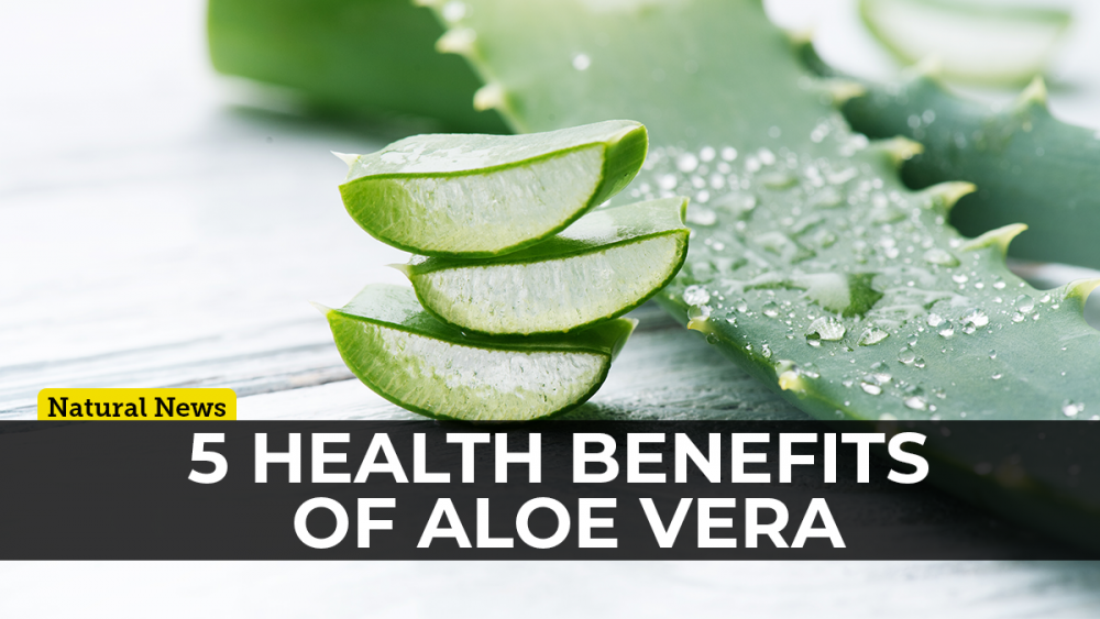 Aloe vera The plant of immortality with proven health