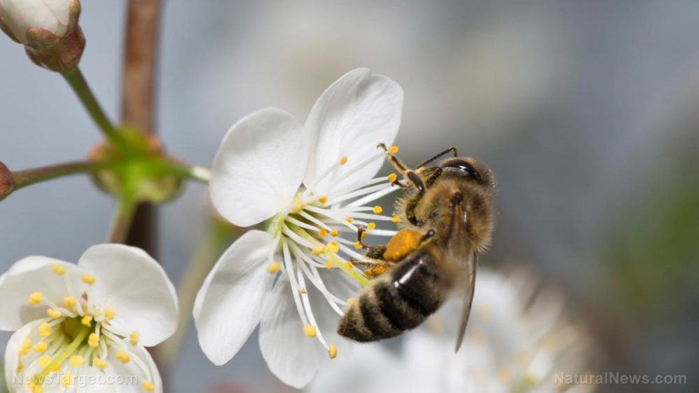 Double threat may WIPE OUT honey bees, scientists warn: Pesticides and dwindling food supplies are killing them off at a record pace