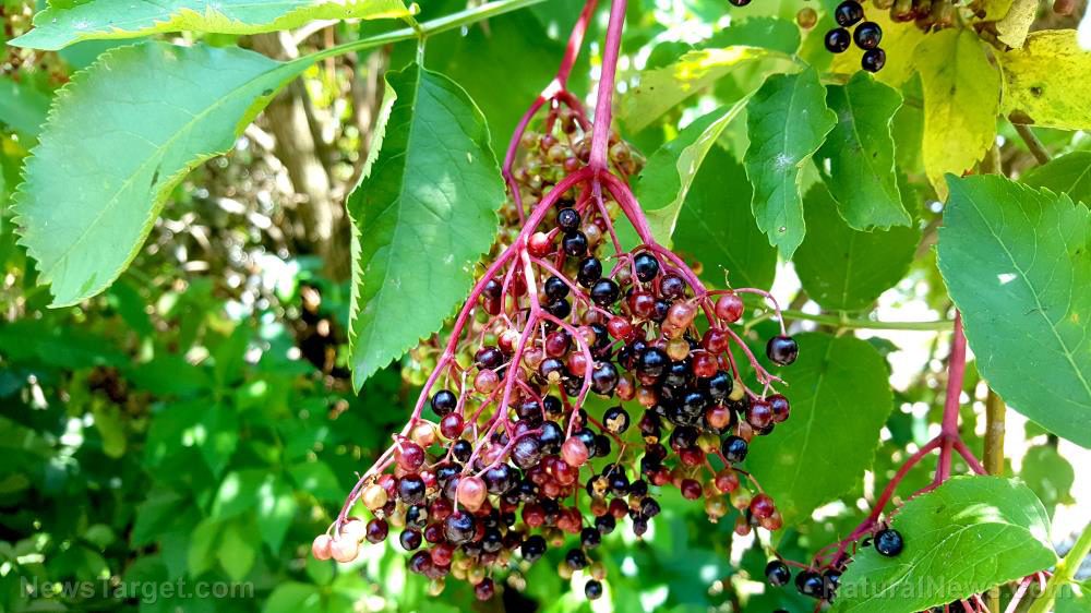A natural cure for influenza: Study proves elderberries are an effective antiviral