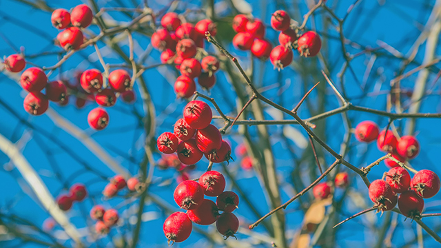 Tart, sweet and full of antioxidants: 5 Reasons to add nutrient-rich hawthorn berries to your diet