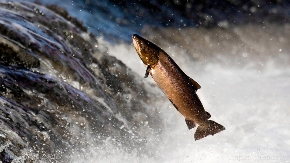 Raising farmed salmon means KILLING tons of wild fish to make fish food