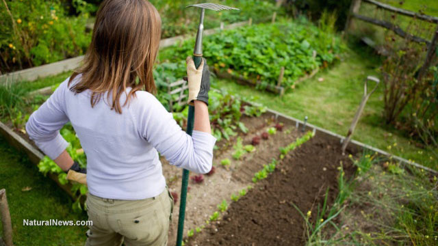 The revolution is in your back yard: Become self-sufficient and start a home garden