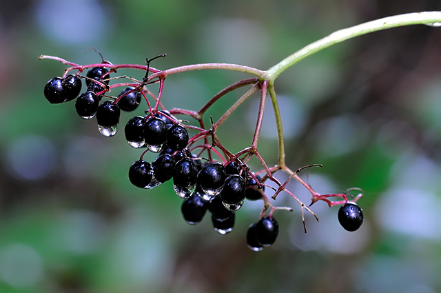 Make your own elderberry extract at home for these 3 common illnesses