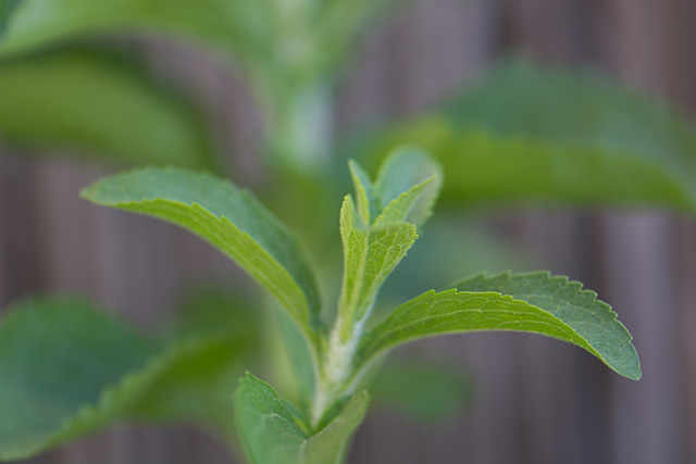 Curb your sugar intake by switching to stevia, a natural sweetener you can grow at home
