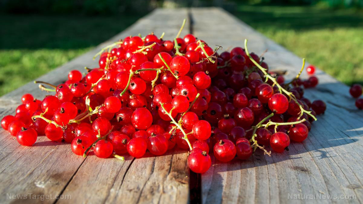 Ruby-red wonders: Six amazing health benefits of cranberries