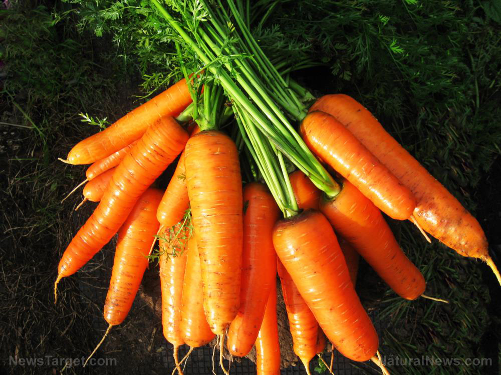 5 Reasons why CARROTS should be a staple in your veggie garden
