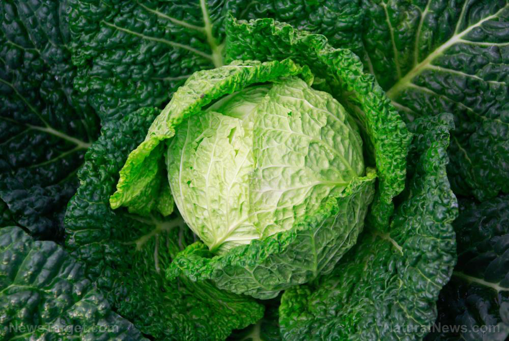 Don’t underestimate cabbages: They exhibit impressive health benefits
