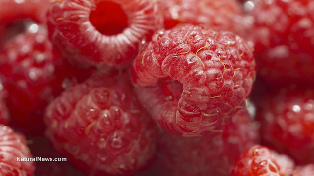 Raspberries provide significant protective benefit against cancer, diabetes and more